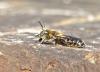 Hoplitis sp.